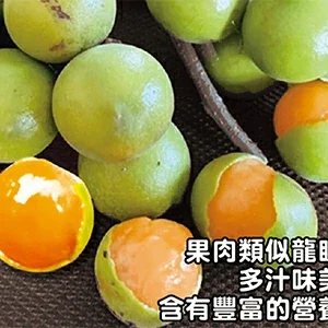 蜜龍珠