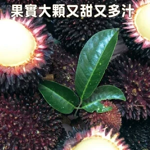 葡萄桑