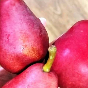 紅啤梨嫁接苗